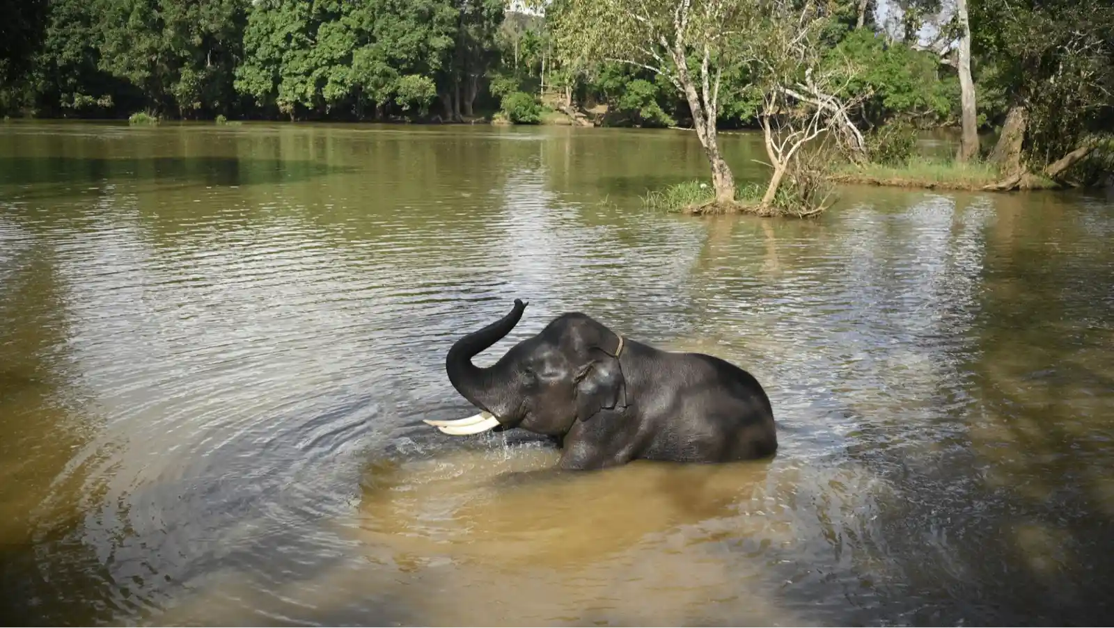 Dubare Elephant Camp 